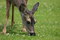 Free A Doe Nibbles The Flowers Stock Image - 2333151
