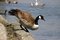Free Canada Goose Royalty Free Stock Photos - 2333158