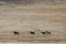 Free Wild Horses Running Royalty Free Stock Image - 2337636