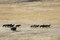 Free Wild Horses Running Stock Images - 2337644