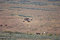 Free Herd Of Wild Horses Royalty Free Stock Photos - 2337828