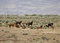 Free Wild Horses Standing In Sage Stock Photo - 2337840