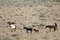 Free Wild Horses With Young Colt Stock Photography - 2337892
