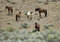 Free Wild Horses Standing In Sage Royalty Free Stock Photos - 2337898