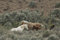 Free Three Wild Horses In Sage Stock Image - 2337901