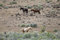 Free Three Wild Horses On Hillside Stock Photos - 2337953