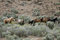 Free Wild Horses Standing In Sage Stock Photography - 2338002