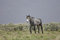 Free Wild Horse Walking Stock Photo - 2338020