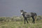 Free Wild Horse Walking Royalty Free Stock Photography - 2338027