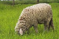 Free Sheep Royalty Free Stock Image - 2341516