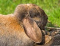 Free Rabbit Royalty Free Stock Photo - 2344565
