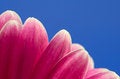 Free Flower Petal Stock Image - 2346641