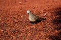 Free Pigeon Royalty Free Stock Photography - 2346697
