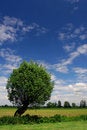 Free Single Tree On Reaped Acre Stock Photos - 2347093