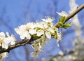 Free Cherry Branch Royalty Free Stock Image - 2348126