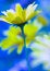 Free Flowers Royalty Free Stock Photography - 2342077