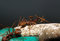 Free Red Ants Royalty Free Stock Photography - 2346707