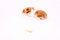 Free Hamster Royalty Free Stock Photos - 2348788