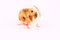 Free Hamster Stock Photos - 2348793