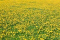Free Dandelion Stock Photography - 2351362