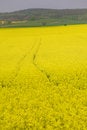 Free Rapeseed Stock Images - 2351424