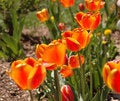Free Glowing Tulips Royalty Free Stock Photography - 2352317