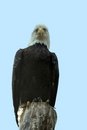 Free Eagle Stock Photos - 2356323