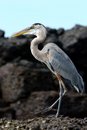 Free Grey Heron Stock Photography - 2357272