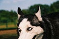 Free Wild Eyes Royalty Free Stock Photography - 2358827