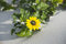 Free Sand Flower Stock Photos - 2352143