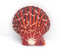 Free Scallop Stock Photography - 2354342