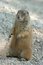 Free Prairie Dog Stock Photo - 2356330
