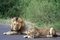 Free Male And Female Lion Royalty Free Stock Photo - 2359185