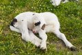 Free Lamb Stock Photography - 2360152