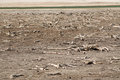 Free Dry Lake Bottom Stock Image - 2362931