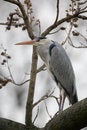 Free Grey Heron On A Tree Royalty Free Stock Photos - 2367538