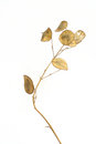 Free Dry Plant Stock Images - 2368704