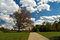 Free Picnic Tree Stock Photo - 2361210