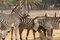 Free Zebras Royalty Free Stock Photography - 2366487