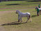 Free Horse Training Royalty Free Stock Photos - 2367268