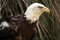 Free American Bald Eagle Royalty Free Stock Image - 2367356