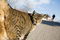 Free Cat, Street, Blue Sky Royalty Free Stock Photos - 2367608