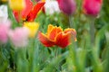 Free Red Flower Stock Photos - 2370063