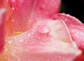 Free Drops On Petal Royalty Free Stock Photography - 2372807
