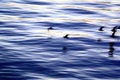 Free Birds In Motion On Thames Rive Royalty Free Stock Images - 2374879