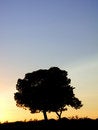 Free Three In Backlight For Sunset Stock Image - 2375081