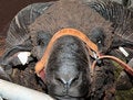 Free Portrait Of Grand Champ Ram Stock Photo - 2375150