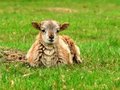 Free Spring Lamb. Royalty Free Stock Photography - 2377527
