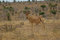 Free Hartebeest Royalty Free Stock Photo - 2376465