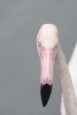 Free About Sights Of Birds Royalty Free Stock Image - 2380076